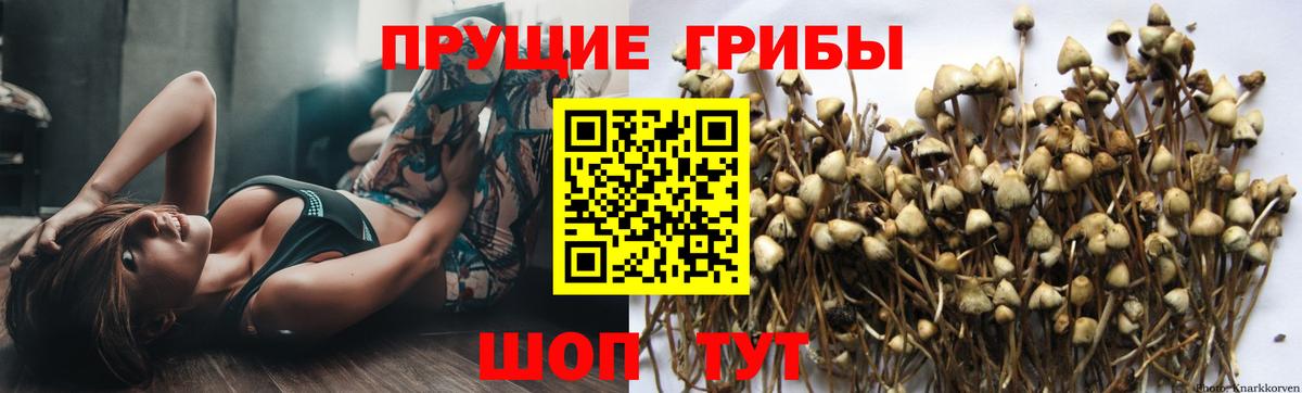 Людиново  Галлюциногенные грибы MAGIC MUSHROOMS  Вход с VPN 